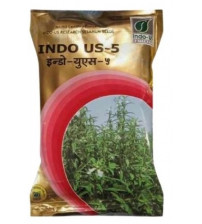 Seasamum / Til Indo US 5